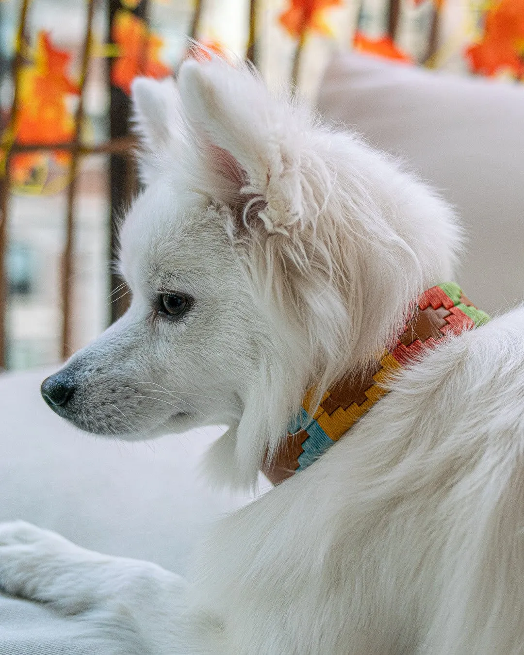 ACL Dog Collar